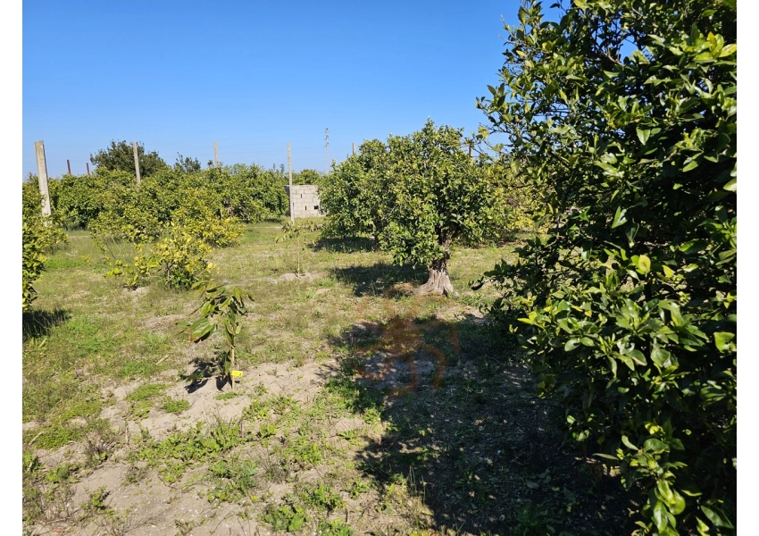 Sad pomarańczowy 350m od plaży w Cullera, Walencja